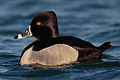 Ring-necked Duck (male)