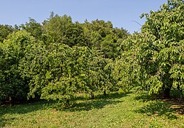 Bieberbach Kirschgarten-20230709-RM-170733.jpg