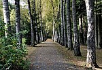 Thumbnail for File:Birch walk Weilerbach Luxembg 01.jpg