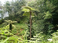 Feto-arbóreo no Blendys Garden, ilha da Madeira