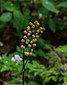 Bloemknoppen van Tiarella 'Ninja'.