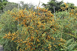 Brya Ebenus (Jamaican Rain Tree, Jamaican Ebony) (28771724392).jpg