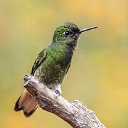 Buff-tailed coronet (Boissonneaua flavescens flavescens) Caldas