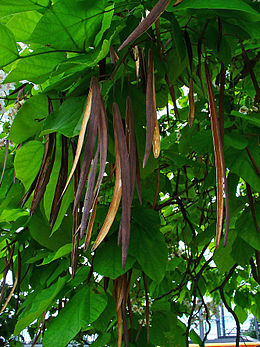 A szivarfa (Catalpa bignonioides) termései