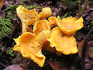 Cantharellaceae Cantharellus cibarius