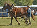 Breton horse (cat)