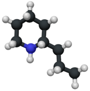 Coniine-3D.png