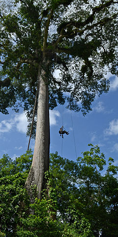 Tikrasis kapokmedis (Ceiba pentandra)