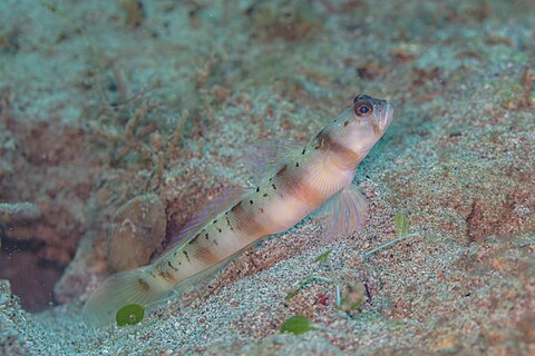 Goby (Amblyeleotris rubrimarginata), Anilao, Philippines