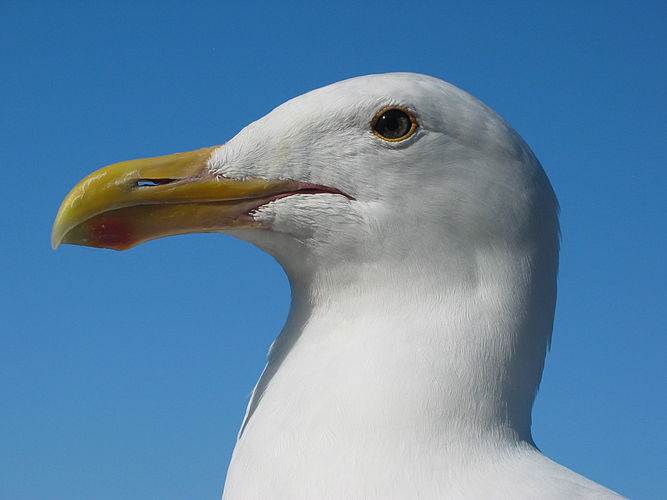 Западная чайка (Larus occidentalis)