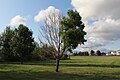 A tree that only has leaves on one side