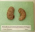 Holcodiscus perezianus perezianus ('Orbigny) en:Barremian, Opaka, Popovo Municipality at the en:Sofia University "St. Kliment Ohridski" Museum of Paleontology and Historical Geology