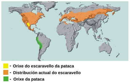 Rango nativo da pataca e rango nativo e actual do escaravello da pataca