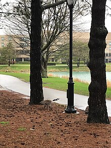 Lakefill goslings on a rainy day