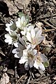 Lewisia kelloggii