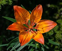 Lilium bulbiferum var. bulbiferum