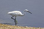 Thumbnail for File:Little egret (Egretta garzetta) Cyprus.jpg