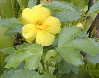 Hibiscus brackenridgei