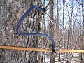 Advanced maple syrup tapping