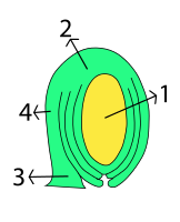anatrope zaadknop