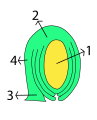 Óvulo anátropo. 1: saco embrionario (gametofito femenino), rodeado del nucelo (esporangio) y los 2 tegumentos 2: calaza 3: funículo 4: rafe.