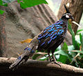 Palawan Peacock Pheasant