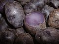 Pommes de terre vitelotte noire.