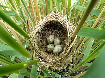 View of nest with clutch