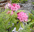 Rhododendron macrophyllum