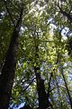 Bosque de Ruil en la Región del Maule.