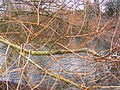 S. sepulcralis group 'Sepulcralis' - detail of winter branches
