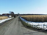 A thatching silvergrass (Miscanthus) field in Sandager, Denmark