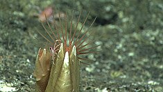 A scalpellid barnacle feeding