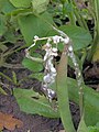 Sclerotinia sclerotiorum (nl: Sclerotiënrot)