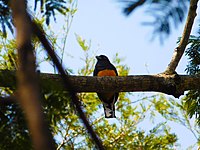 Um surucuá-grande-de-barriga-amarela no PERD