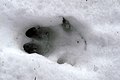 العربية: أثار القوائم في الثلج English: track on snow