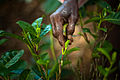 Tea crops gathering process. Bogawantalawa Valley. Sri Lanka-4