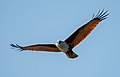 Image 64The Brahminy kite (Haliastur indus) is a medium-sized bird of prey in the family Accipitridae found in the Indian subcontinent, Southeast Asia and Australia. They are found mainly on the coast and in inland wetlands, where they feed on dead fish and other prey. Adults have a reddish-brown body plumage contrasting with their white head and breast which make them easy to distinguish from other birds of prey. The pictured specimen was photographed at Kuakata Eco-Park. Photo Credit: Md. Tareq Aziz Touhid