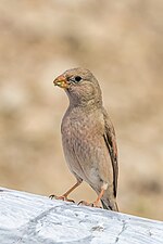 female B. g. githagineus Kebili, Tunisia