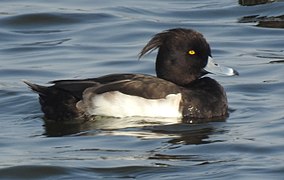 Tufted Duck Aythya fuligula Male by Dr. Raju Kasambe DSCN9795 (17).jpg