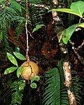 Cannonball mangrove