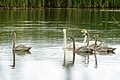 Young whooper swans with parents at Stawinoga ponds, Poland