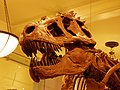 Cast Skull of Tyrannosaurus rex AMNH 5027