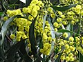 Acacia pycnantha (Acacia)