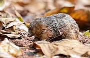 Hottentot golden mole