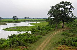 Kaziranga