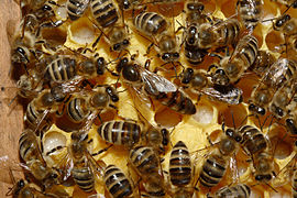 Медоносная пчела (Apis mellifera)