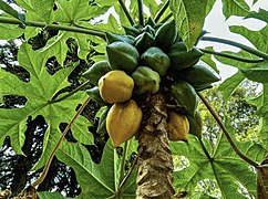 Bunch of Papayas.jpg