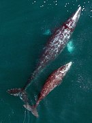 CINMS and MBNMS gray whale and calf (48770472308).jpg