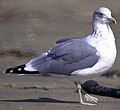 Image 5The California gull is the Utah state bird. (from Utah)